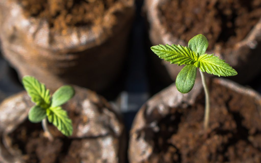 marijuana growing, how to grow marijuana, seeds, clones, cannabis