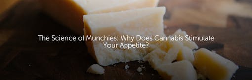 The Science of Munchies: Why Does Cannabis Stimulate Your Appetite?