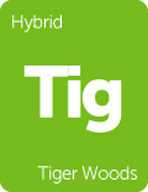 Leafly "Tiger Woods" hybrid cannabis strain tile