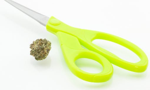 Cannabis flower and scissors