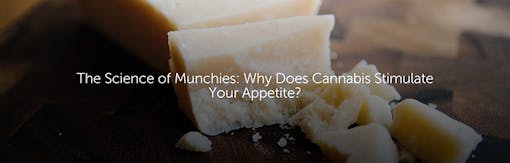 The Science of Munchies: Why Does Cannabis Stimulate Your Appetite?
