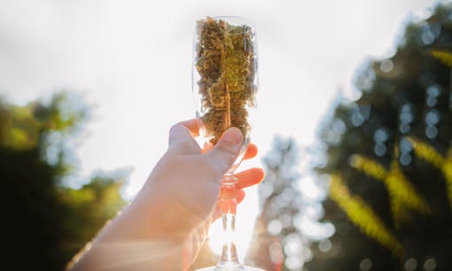 Toasting a champagne glassed filled with cannabis flower