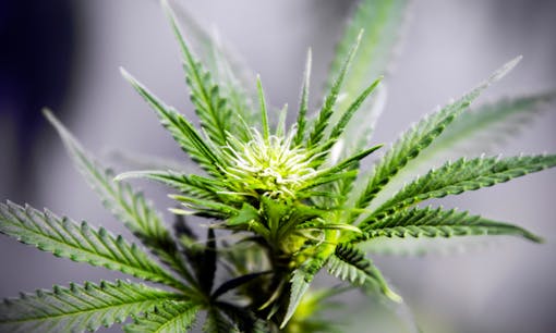 Budding flower on a cannabis plant