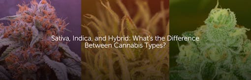 Sativa, Indica, and Hybrid: What’s the Difference Between Cannabis Types?