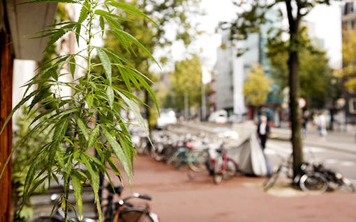 5 Myths About Cannabis and Coffeeshops in the Netherlands: 5. Consuming in Public is No Problem