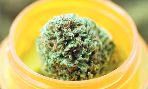 Medical cannabis in prescription bottle