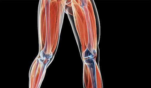 Leg muscles