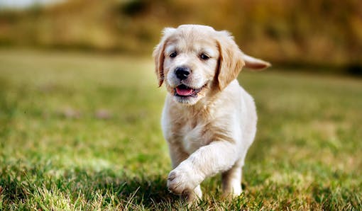 Retriever puppy