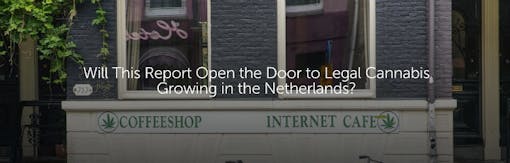 Will This Report Open the Door to Legal Cannabis Growing in the Netherlands?