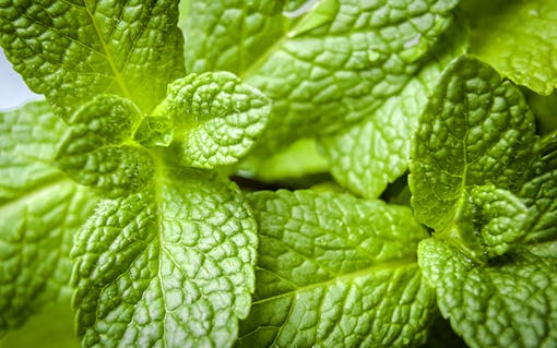 Benefits of Cannabis Terpenes – ocimene, occurring in cannabis and mint