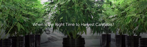 When is the Right Time to Harvest Cannabis?