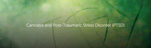 Cannabis and Post-Traumatic Stress Disorder