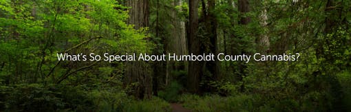 What’s So Special About Humboldt County Cannabis?