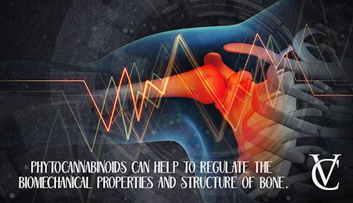 How do phytocannabinoids impact bone structure?