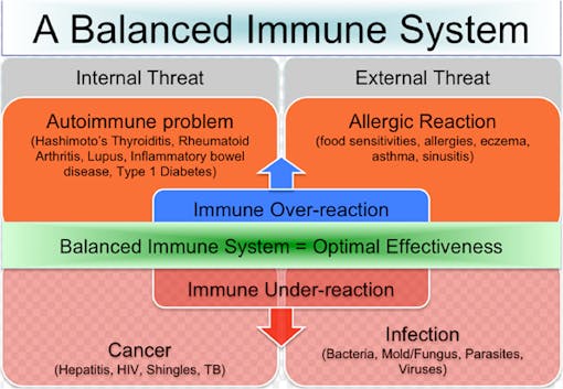 Chart showcasing how the immune system is balanced