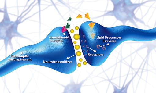 Cannabinoid receptors and neurotransmitters