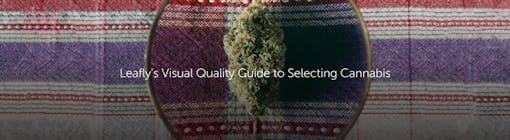 Leafly's Visual Quality Guide to Selecting Cannabis
