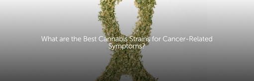 What are the Best Cannabis Strains for Cancer-Related Symptoms?