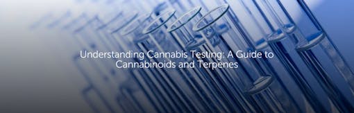 Understanding Cannabis Testing: A Guide to Cannabinoids and Terpenes