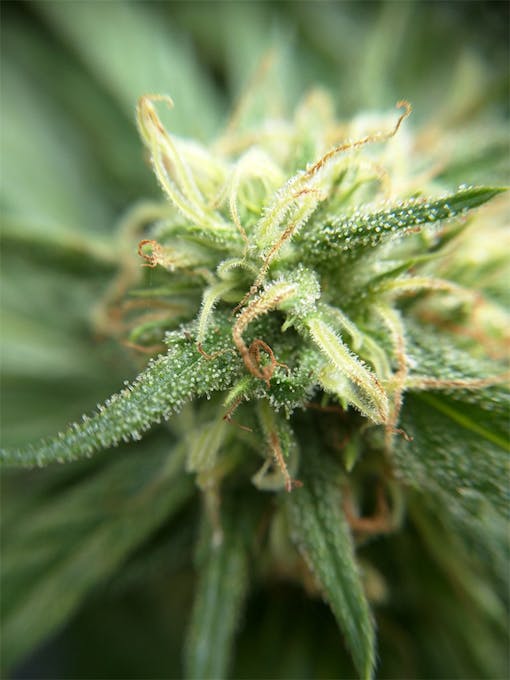 Macro image of "Romulan" cannabis flower on a live plant