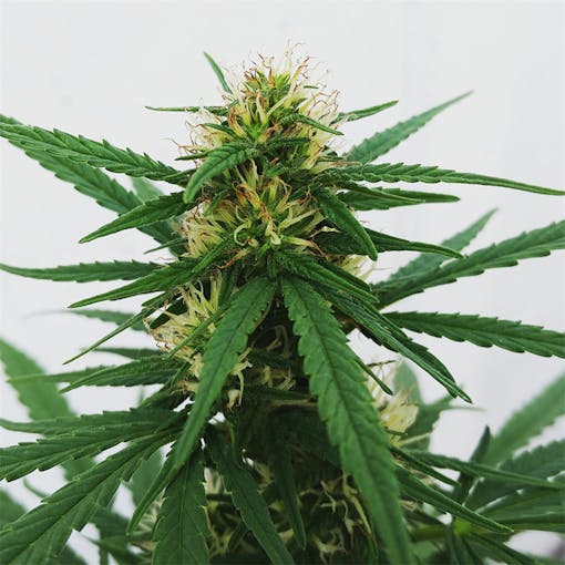 "Amnesia" cannabis flower budding on a live plant