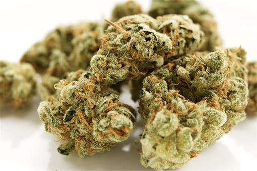 "King's Bread" dried cannabis flower on a white background