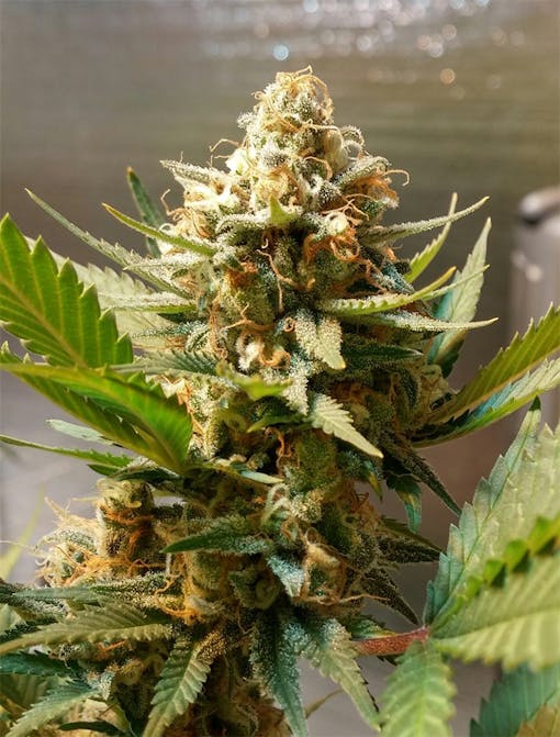"Pineapple Chunk" cannabis flower budding on a live plant