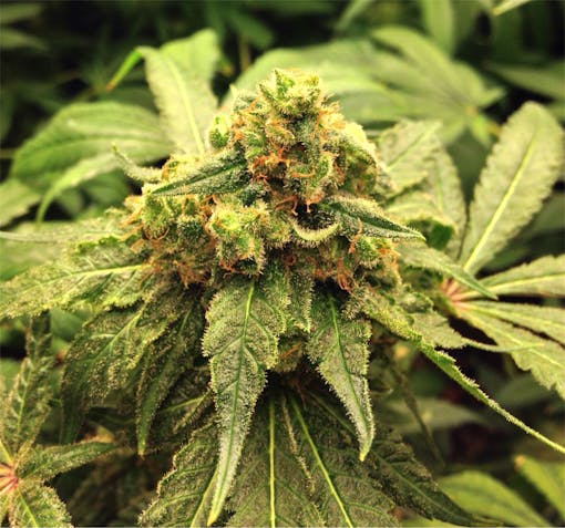 "Critical Kush" cannabis flower budding on a live plant