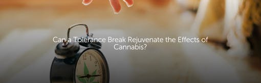 Can a Tolerance Break Rejuvenate the Effects of Cannabis?
