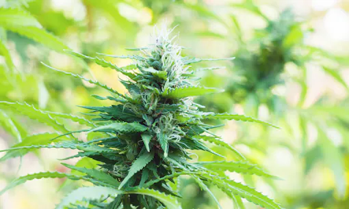 Cannabis plant