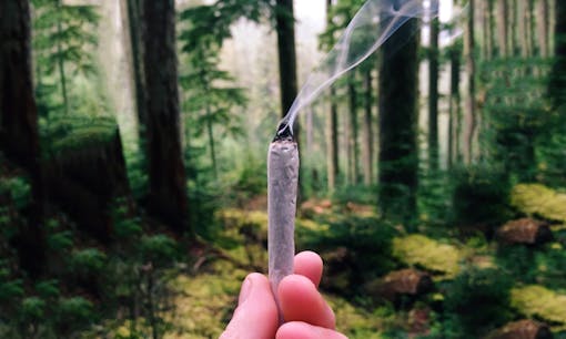 Woman holding up lit cannabis joint in forest