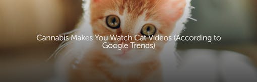 Cannabis Makes You Watch Cat Videos (According to Google Trends)