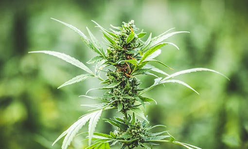 Budding cannabis flower on live plan in outdoor field