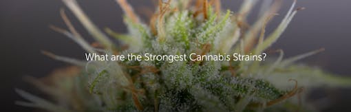 What are the Strongest Cannabis Strains?