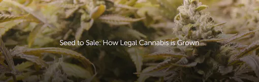Seed to Sale: How Legal Cannabis is Grown