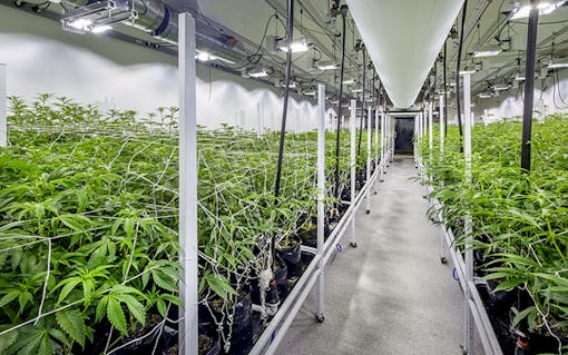 Cannabis grow room