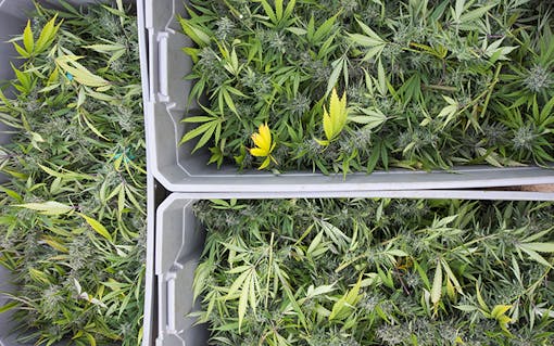Cannabis plants being grown
