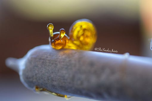 Macro photograph of cannabis joint with cannabis oil shaped like a snail on top by Courtney Paige, @SheSmokesJoints