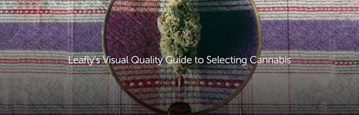 Leafly's Visual Quality Guide to Selecting Cannabis
