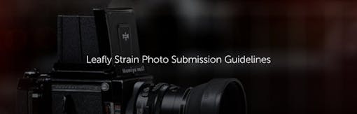 Leafly Strain Photo Submission Guidelines