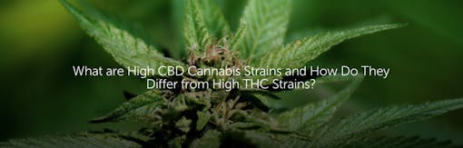 What are High CBD Cannabis Strains and How Do They Differ from High THC Strains?