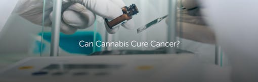 Can Cannabis Cure Cancer?