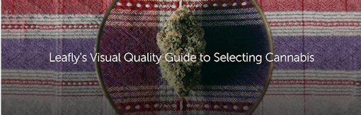 Leafly's Visual Quality Guide to Selecting Cannabis