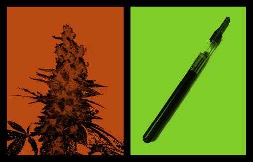 Cannabis flower vs. concentrate