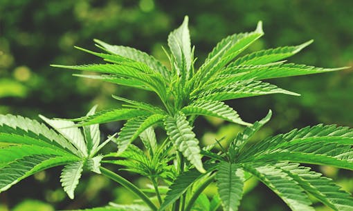 Growing cannabis plant