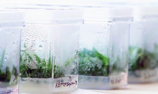 Cannabis plants growing in a lab