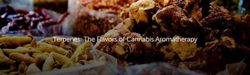 Terpenes: The Flavors of Cannabis Aromatherapy