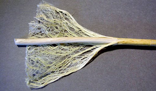 Hemp stem and fibers