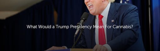 What Would a Trump Presidency Mean For Cannabis?