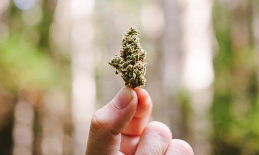 Dried cannabis flower held in a woman's hand